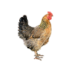 alive_chicken