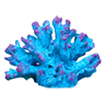 antipatharia_coral