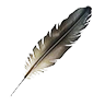 bird_feather