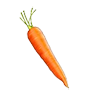 carrot