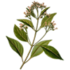 cocaineleaf