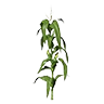 corn_raw