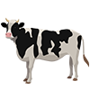 cow