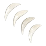 coyote_teeth