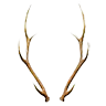 deer_horn