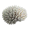 dendrogyra_coral