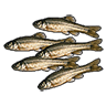fishbait