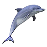 golfinho
