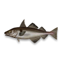 haddock