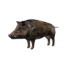 hunting_boar