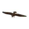 hunting_chickenhawk