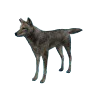 hunting_coyote