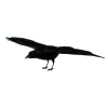 hunting_crow