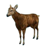 hunting_deer