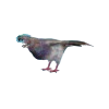 hunting_pigeon