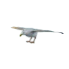 hunting_seagull