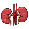 kidneys