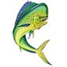 mahi_mahi