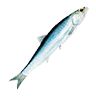 o_anchovy