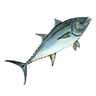 o_mackerel