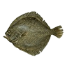 o_pacific_halibut