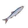 o_pacific_sardine