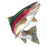 o_rainbow_trout