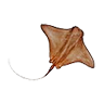 o_stingray