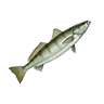 o_white_seabass