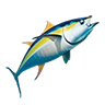 o_yellowfin_tuna