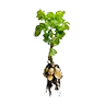 potato_raw