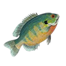 r_bluegill