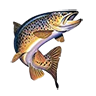 r_brown_trout