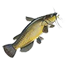 r_catfish