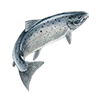 r_chinook_salmon