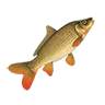 r_common_carp