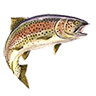 r_cutthroat_trout