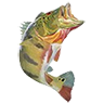 r_largemouth_bass