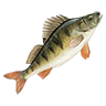 r_perch