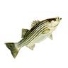r_striped_bass