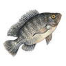 r_talapia