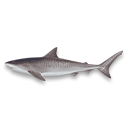 shark