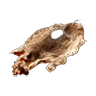 skin_rat