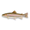 trout