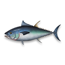 tuna