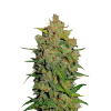 weed_ak47_bud