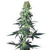 weed_amnesia_bud