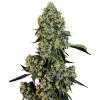 weed_og-kush_bud