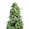 weed_skunk_bud