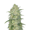 weed_white-widow_bud